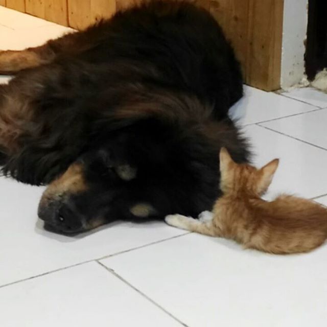 Tibetan Mastiff sleeping on the floor with a cat