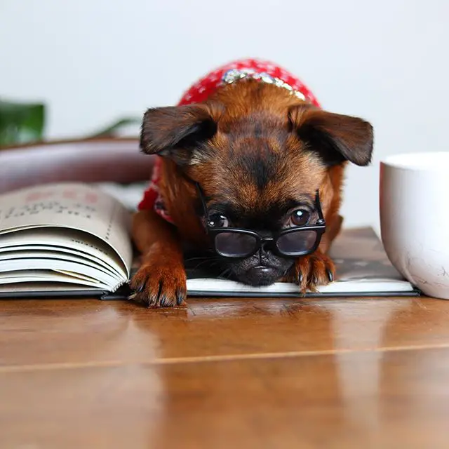 A Brussels Griffon wearing a dress and glasses while lying down on top of an open book next to a cup coffee on top of the table