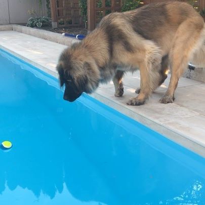 A Leonberger standing on the pool side while looking at its ball in the water