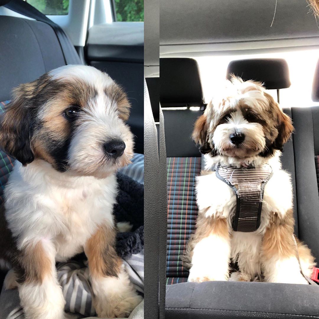 A Tibetan Terrier puppy sitting in the backseat
