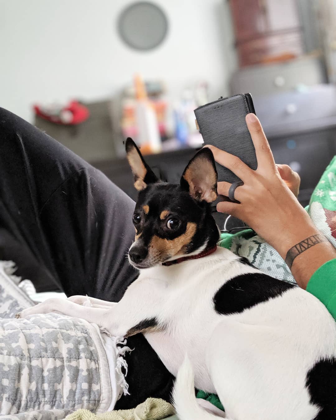 A Toy Fox Terrier lying on the couch beside man using his cellphone