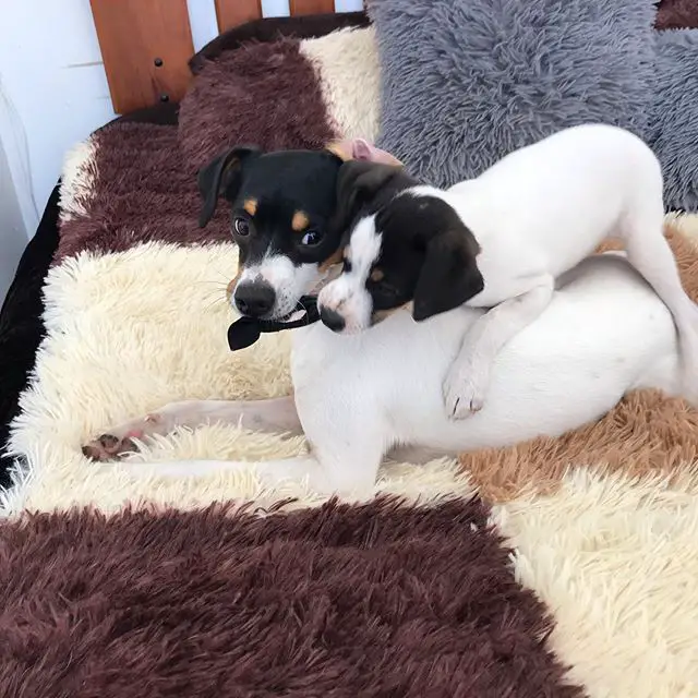 An adult Toy Fox Terrier lying on the bed with a Toy Fox Terrier puppy on top of him while grabbing the tie from its mouth