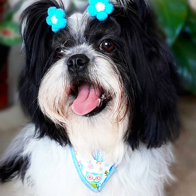 A Lhasa Apso with blue flower hair tie on top of its head and a blue scarf while smiling