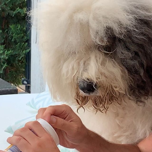 An Old English Sheepdog looking at a cup in the hand of a person