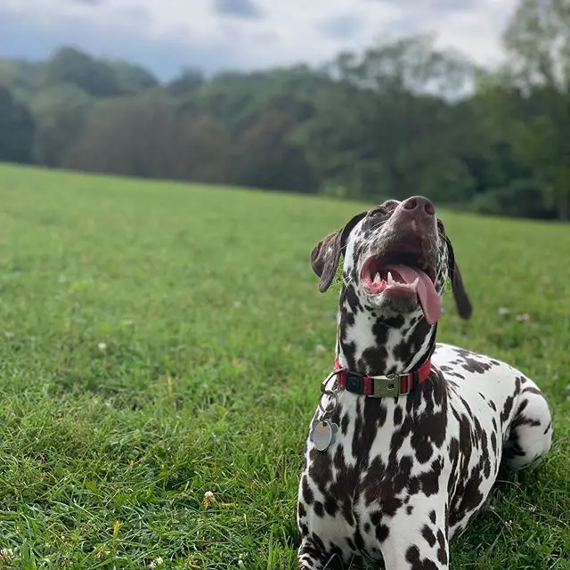 A Dalmatian lying on the grass while looking up with its tongue on the side of its mouth