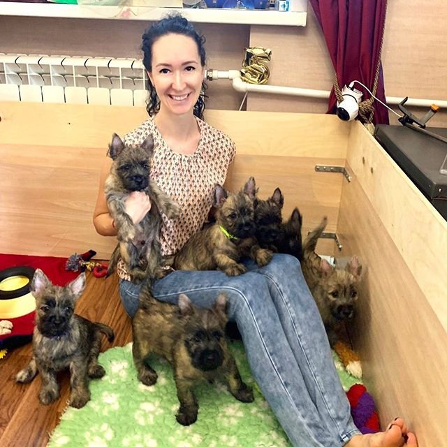 a woman on the floor with Cairn Terrier puppies