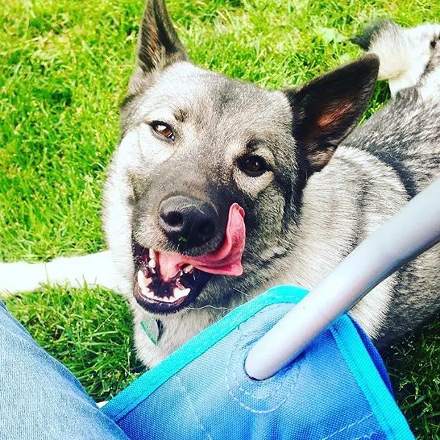 A Norwegian Elkhound lying on the grass while licking its mouth