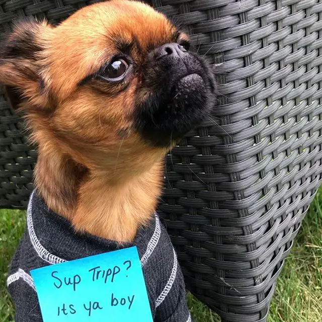 A Brussels Griffon wearing a sweater and a note stuck on his chest saying - Sup trip? It's ya boy