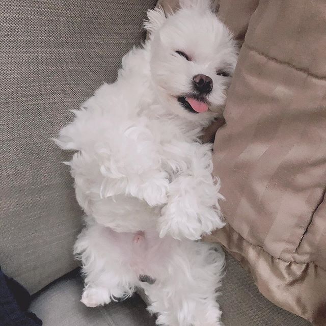 A Maltese sleeping on the couch with its tongue out