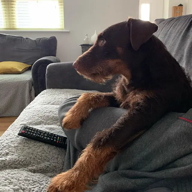 A Jagdterrier lying on the couch