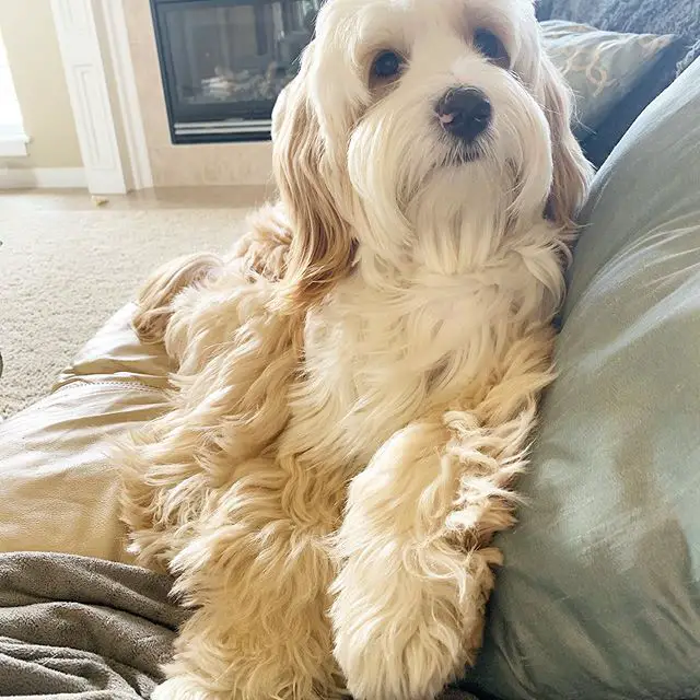 A Tibetan Terrier sitting on the couch