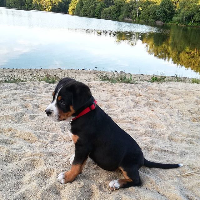 A Great Swiss Mountain puppy sitting in the sand by the lake