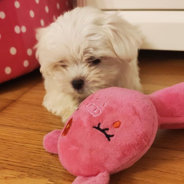 A Maltese puppy sitting on the floor behind the pink bunny stuffed toy while looking at it