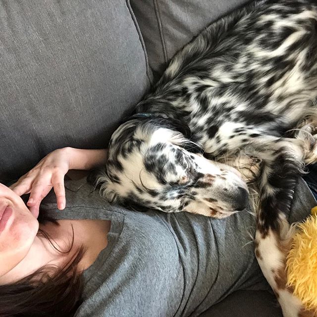 A woman lying on the couch with a English Setter sleeping on top of her