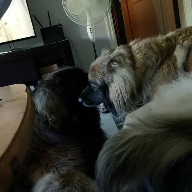 two Leonberger playing with each other in the living room
