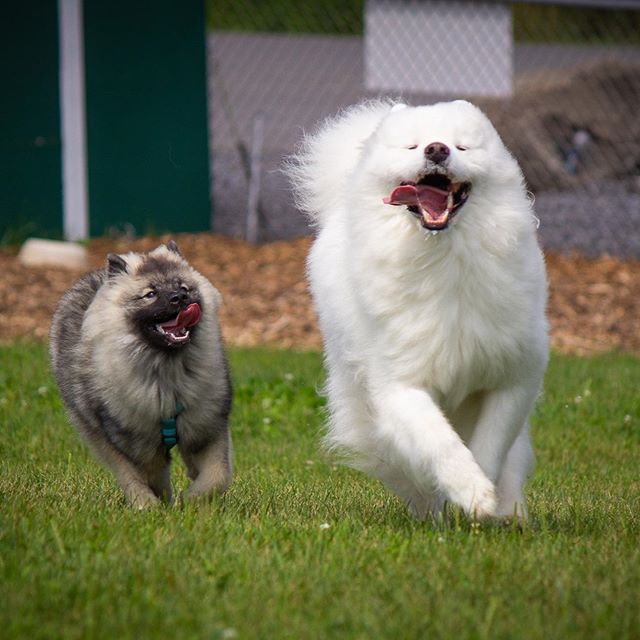 A Keeshond and a samoyed dog happily running at the park