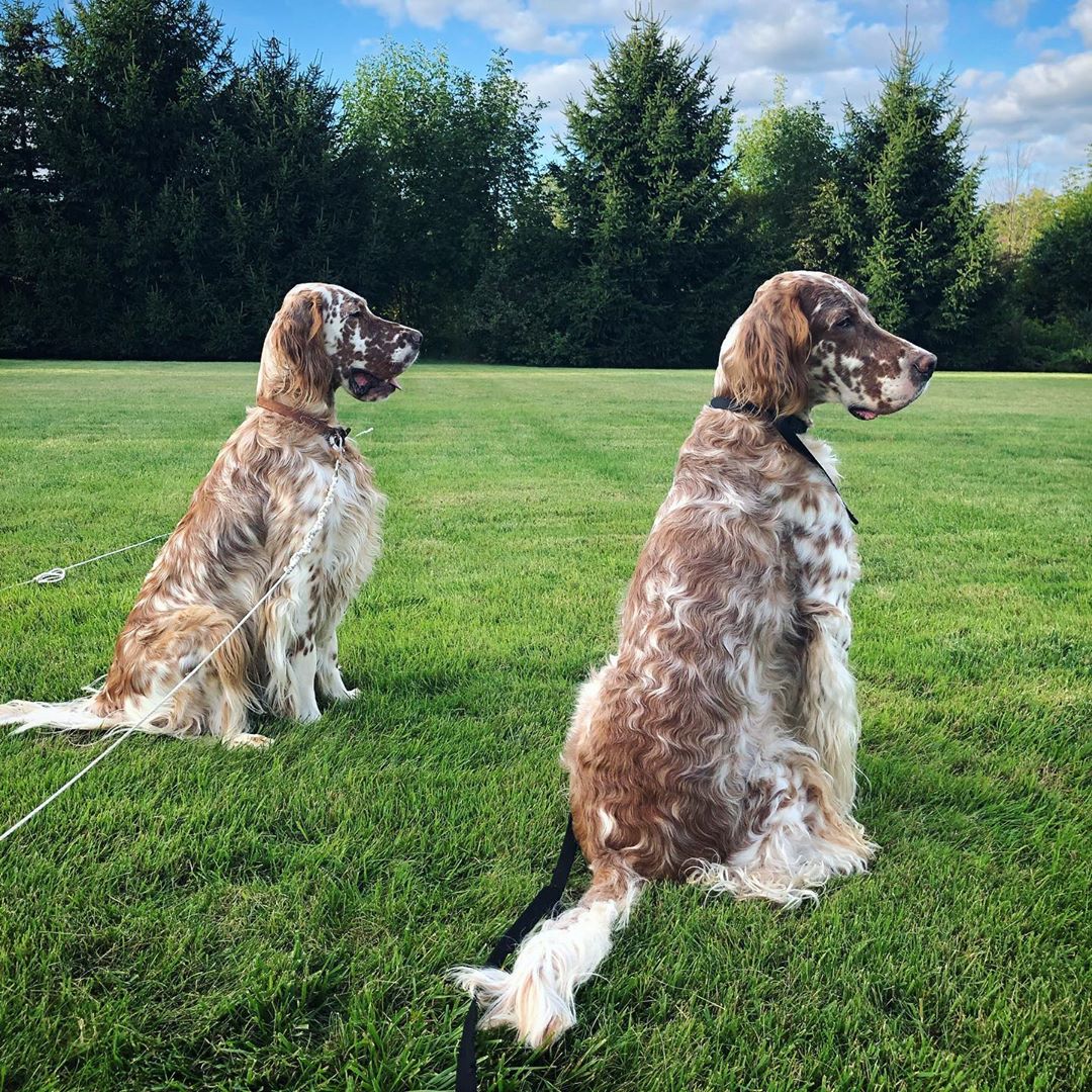 two English Setters sitting in the field of grass