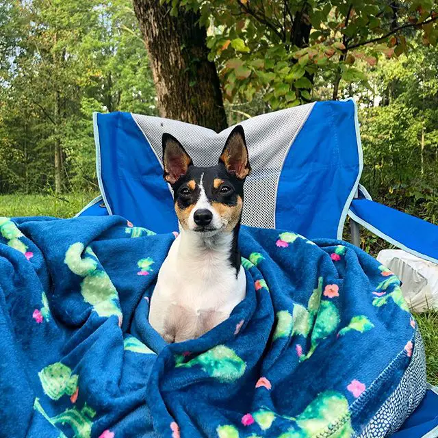 A Toy Fox Terrier sitting on the chair with a blanket wrapped around its body