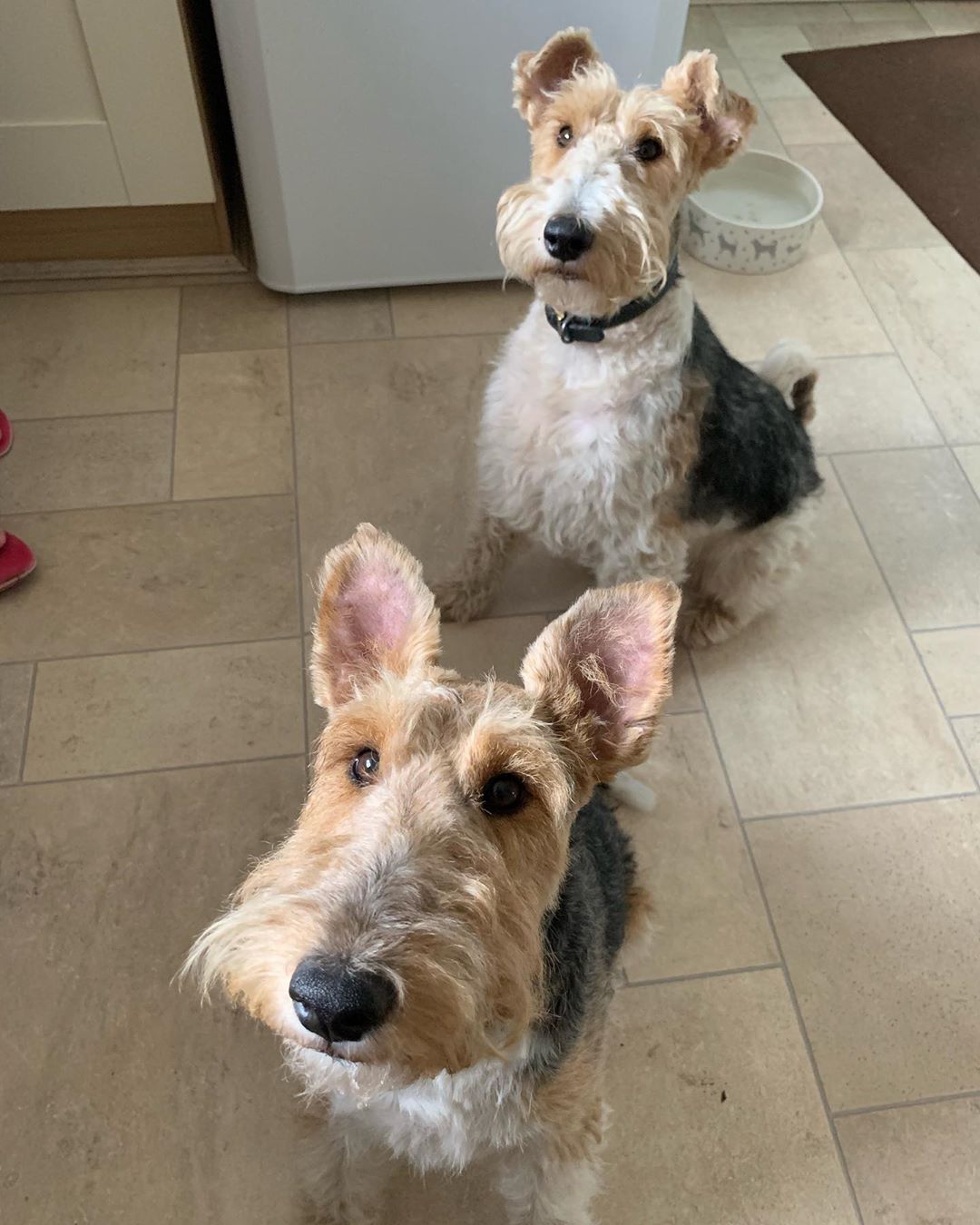 two Lovely Fox Terriers sitting on the floor with their begging faces