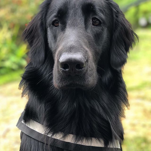 face of a black Flat Coated Retriever