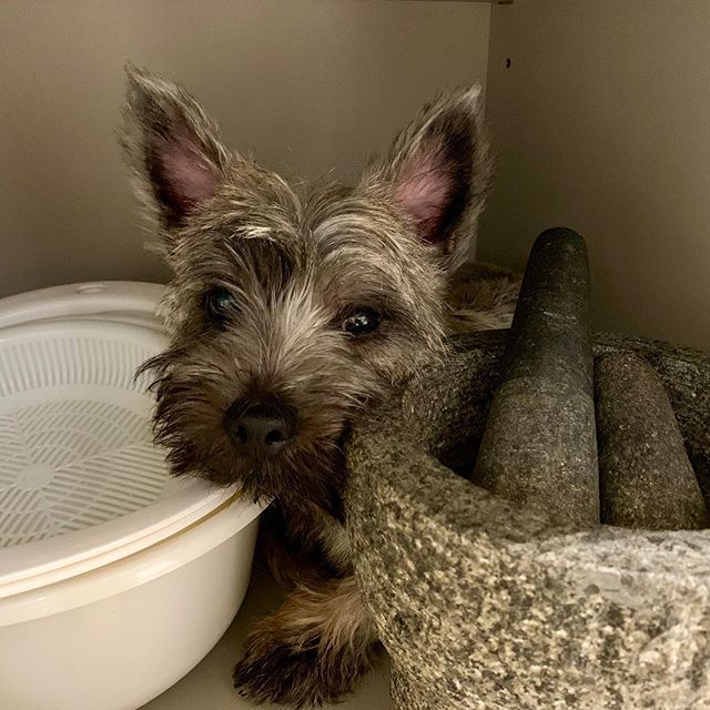 A Cairn Terrier sitting in the corner behind the bowl and pestle and next tp the container