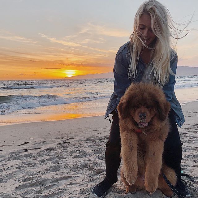 girl holding a Tibetan Mastiff dog by the seashore on a sunset
