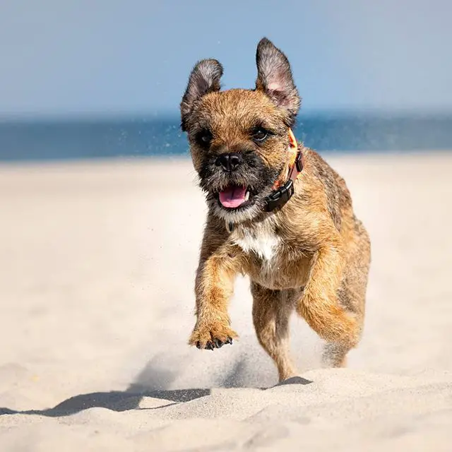 Border Terrier running in the sand