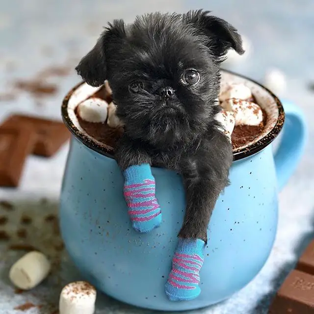 A Brussels Griffon inside a cup of chocolate drink and marshmallow
