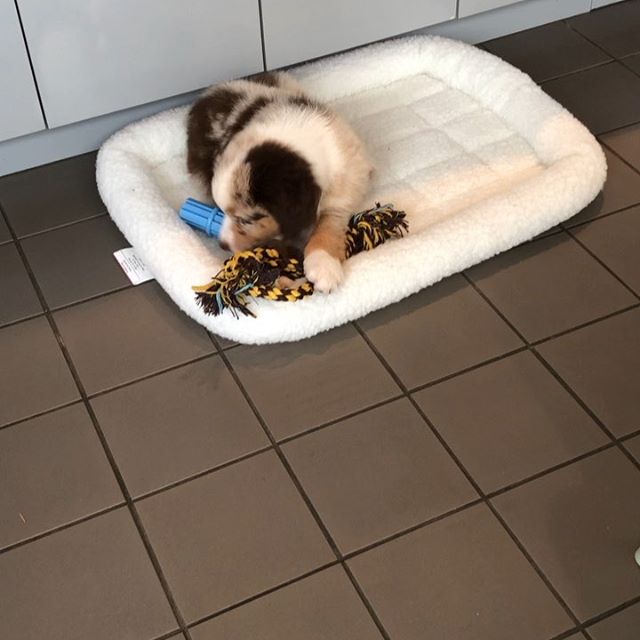 An Australian Shepherd puppy sleeping on its bed with its toy