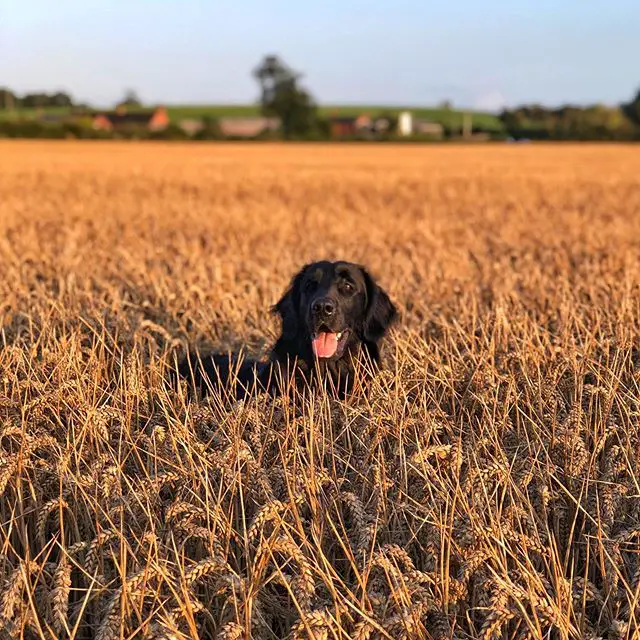 black Flat Coated Retriever in the middle of the field