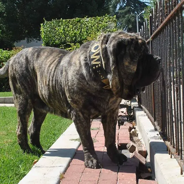A large Neapolitan Mastiff standing on the pavement behind the fence