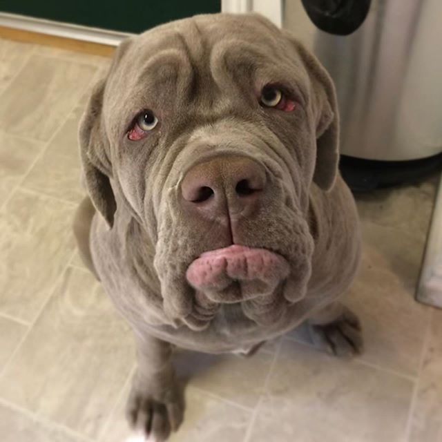 A Neapolitan Mastiff sitting on the floor with its sad and begging face