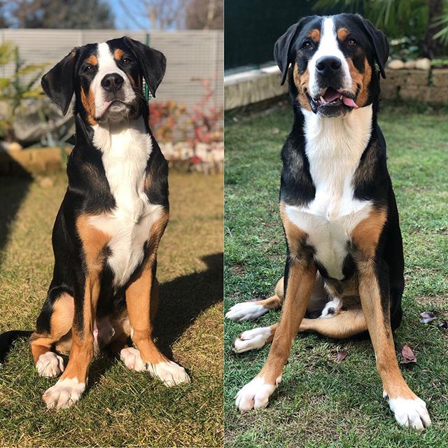 a photo of a Great Swiss Mountain puppy and adult