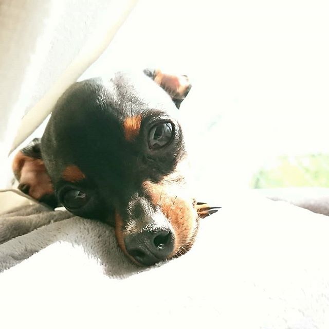 A Miniature Pinscher lying down on the bed