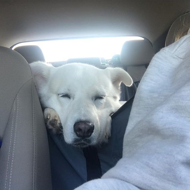 A sleeping in the backseat with its face on the barrier