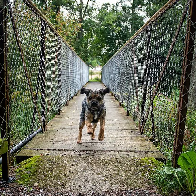 Border Terrier running on the bridge