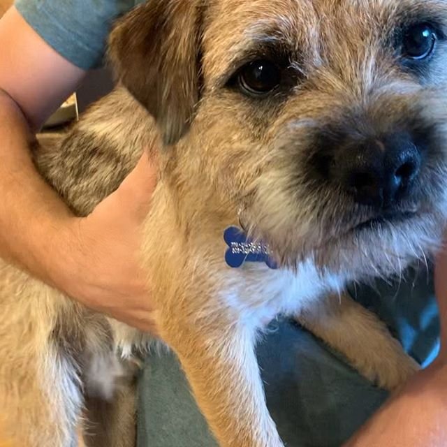 man carrying a Border Terrier