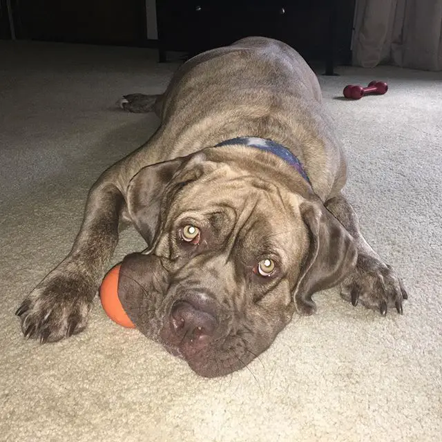 A Neapolitan Mastiff lying on the floor with a ball in its mouth