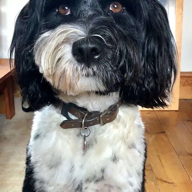 A Tibetan Terrier sitting on the floor with its sad face