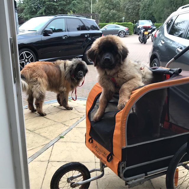 A Leonberger puppy standing inside a stroller bag and with an adult Leonberger standing in the parking lot behind him