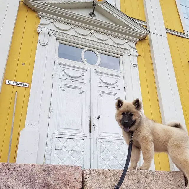 A Keeshond standing in front of the white door in a yellow house