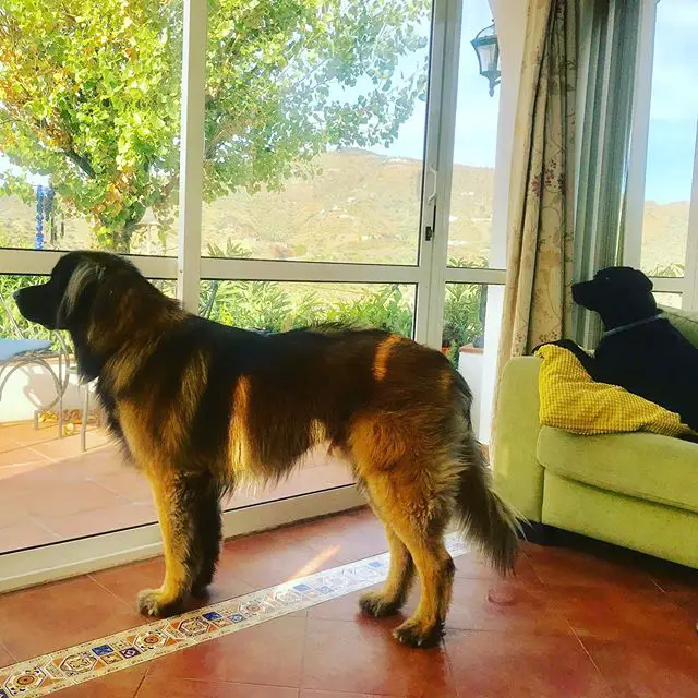 A Leonberger standing behind the glalss wall while looking outside
