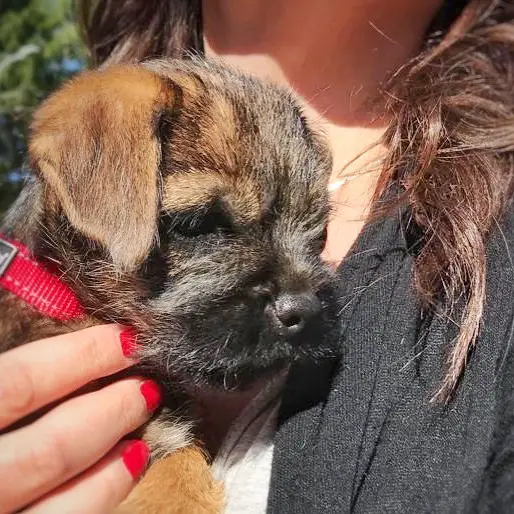 woman carrying a Border Terrier puppy