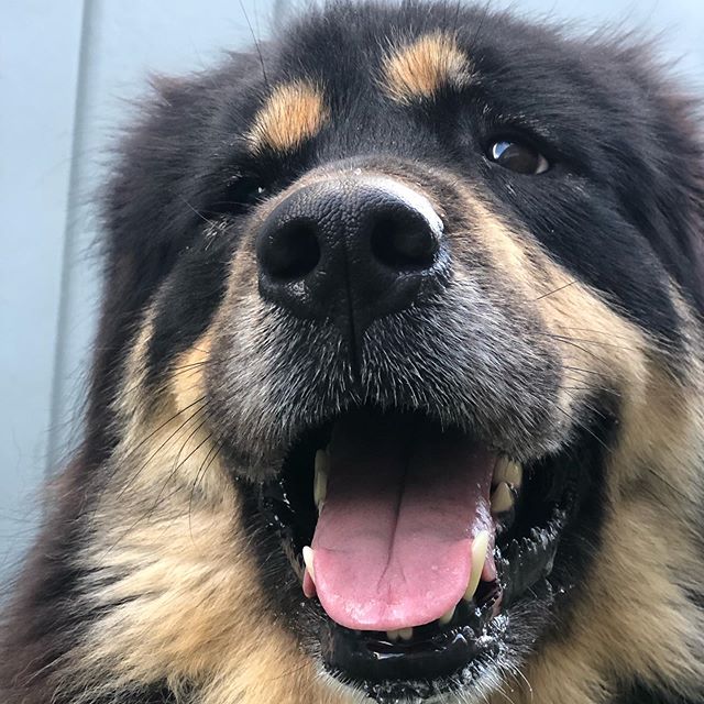 smiling face of Tibetan Mastiff