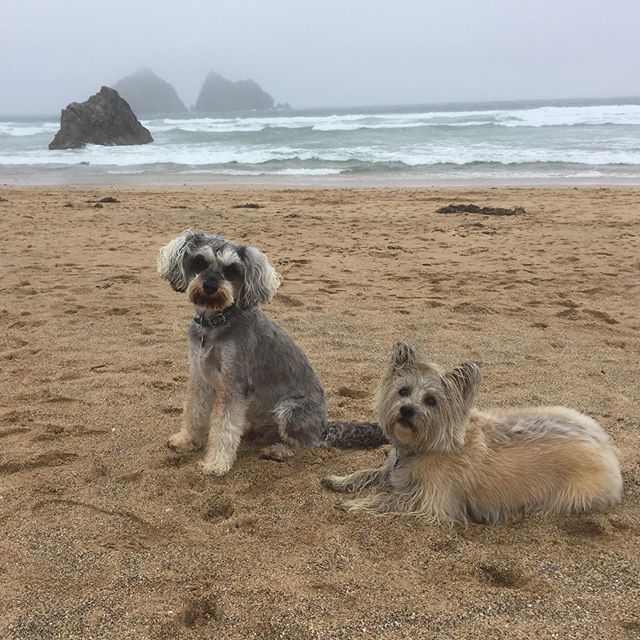 two Cairn Terrier at the beach