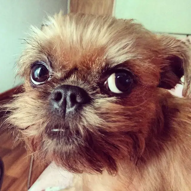 A Brussels Griffon lying on the bed