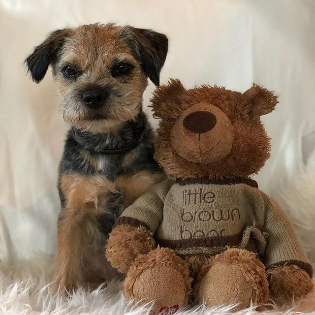 Border Terrier sitting with a stuffed toy