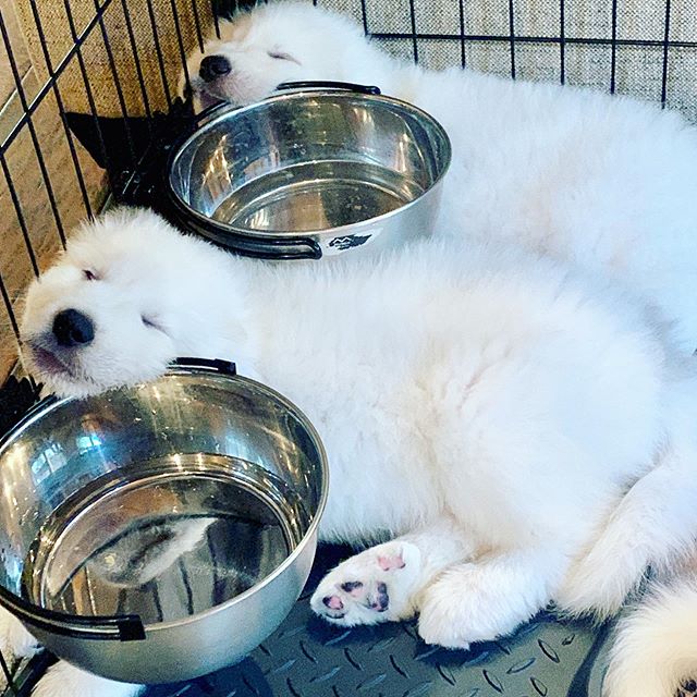 two Great Pyrenee puppies sleeping inside their crate next to their empty bowls