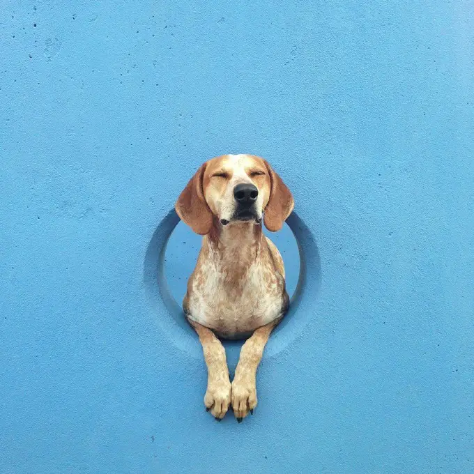 A Coonhound lying in a hole on the blue wall