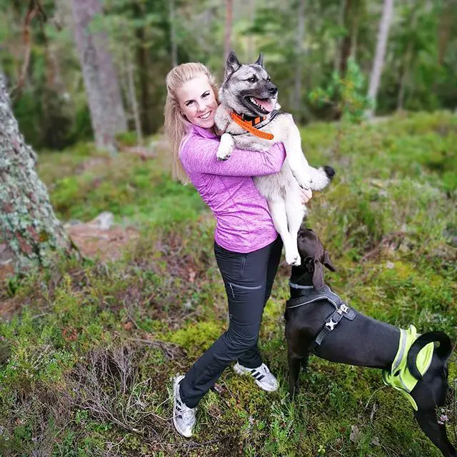 A woman standing in the forest while carrying her Norwegian Elkhound
